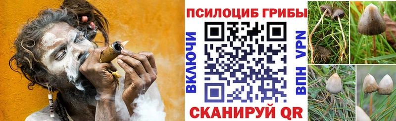 Галлюциногенные грибы Psilocybine cubensis  Солнечногорск 